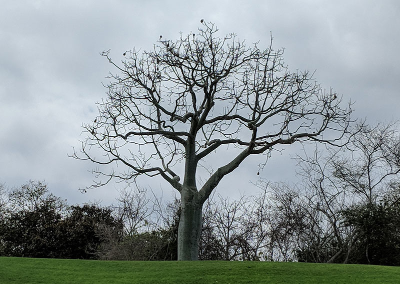 Ceibol Tree